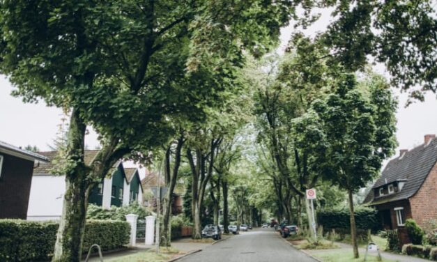 Meer bomen nodig voor meer regen